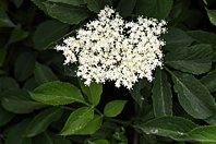 Sambucus nigra